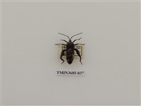 藏品(達安緣椿象)的圖片